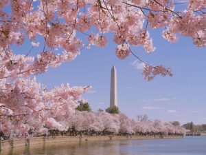 National Cherry Blossom Festival